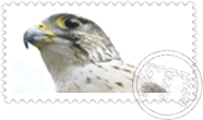 falco